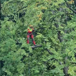 Arborysta w czerwono-żółtym kombinezonie na grubej gałęzi drzewa podczas pracy na wysokości, lina zabezpieczająca zwisa w dół, otoczony gęstymi zielonymi liśćmi.