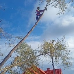 Usługi pielęgnacji oraz wycinki drzew Adrian Czyż - Znakomite Prace Alpinistyczne Cieszyn