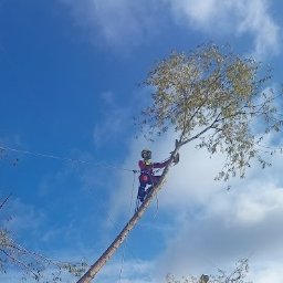 Usługi pielęgnacji oraz wycinki drzew Adrian Czyż - Prace Ogrodnicze Pruchna