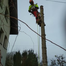 Usługi pielęgnacji oraz wycinki drzew Adrian Czyż - Solidne Sadzenie Roślin Bielsko-Biała
