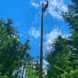 Usługi pielęgnacji oraz wycinki drzew Adrian Czyż - Rewelacyjna Ścinka Drzew w Bieruniu