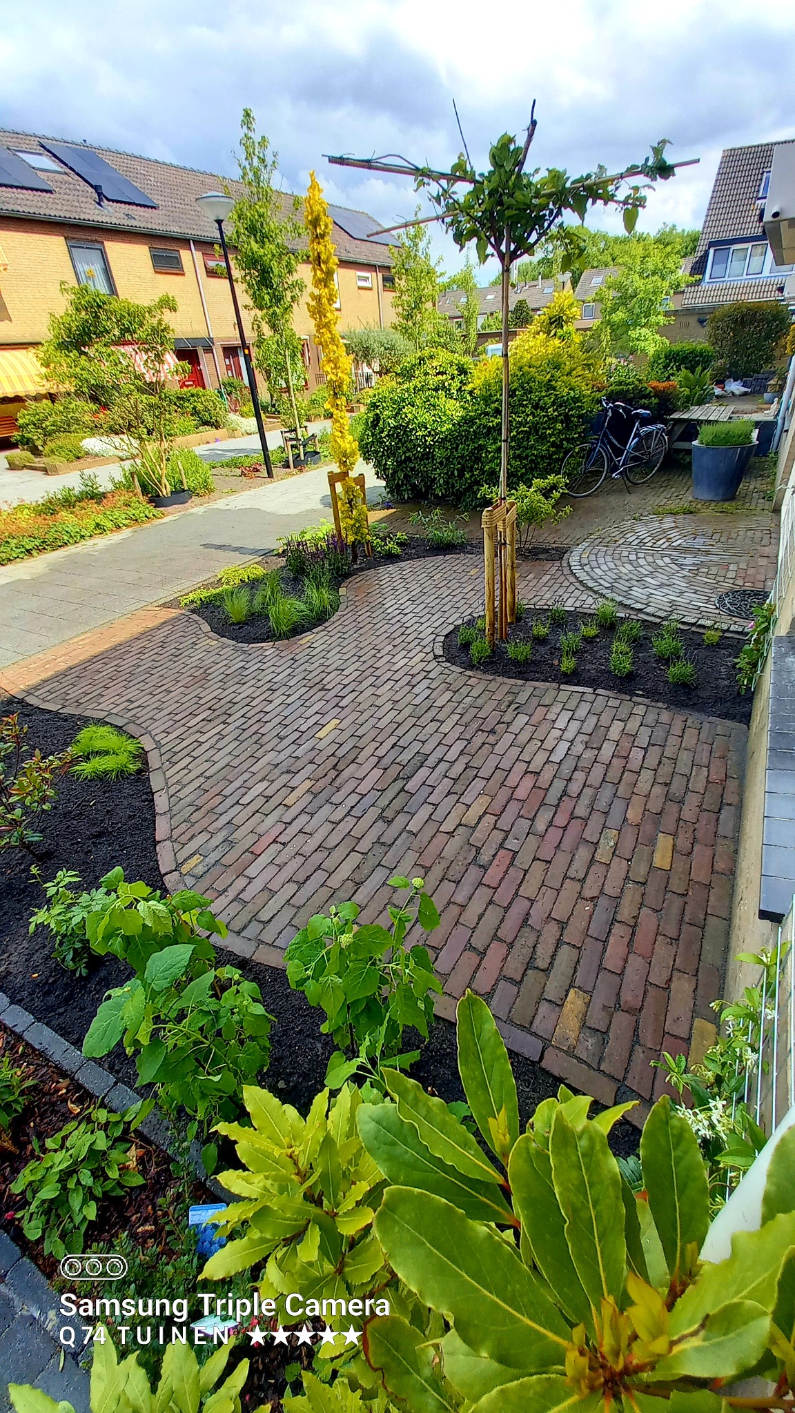 Klinkierowa ścieżka ogrodowa z nasadzeniami ozdobnymi i młodymi drzewkami w otoczeniu zieleni i zabudowy mieszkalnej.