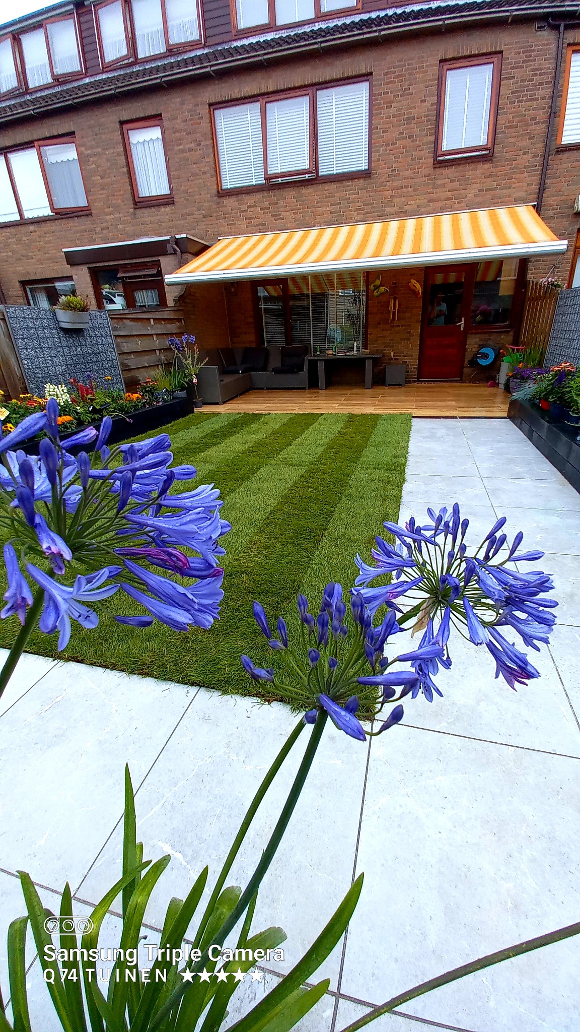 Starannie utrzymany trawnik w paski otoczony białymi płytami chodnikowymi, z kwitnącymi niebieskimi agapantami na pierwszym planie i zadaszonym tarasem w tle.