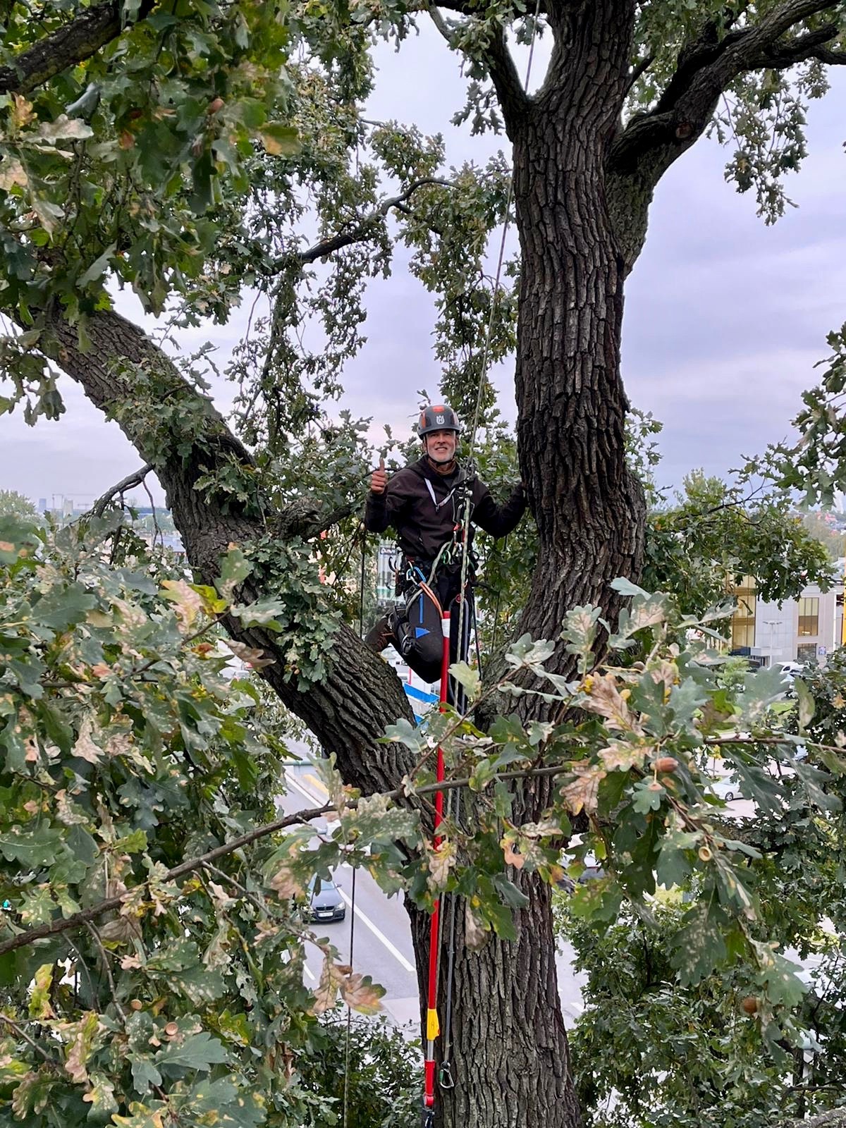 Arborysta w hełmie, z linami i uprzężą, uśmiechnięty, daje kciuk w górę, siedząc na grubej gałęzi dębu na tle miejskiego krajobrazu.