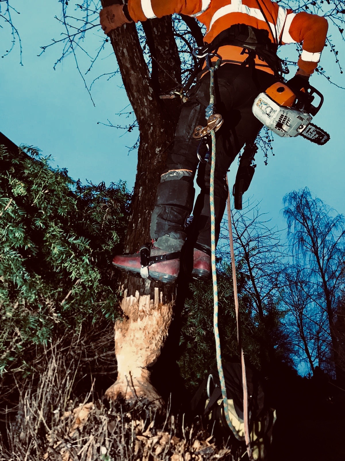 Arborysta w pomarańczowej kurtce, wspinający się na drzewo z piłą łańcuchową, widok z dołu na ścięty pień.