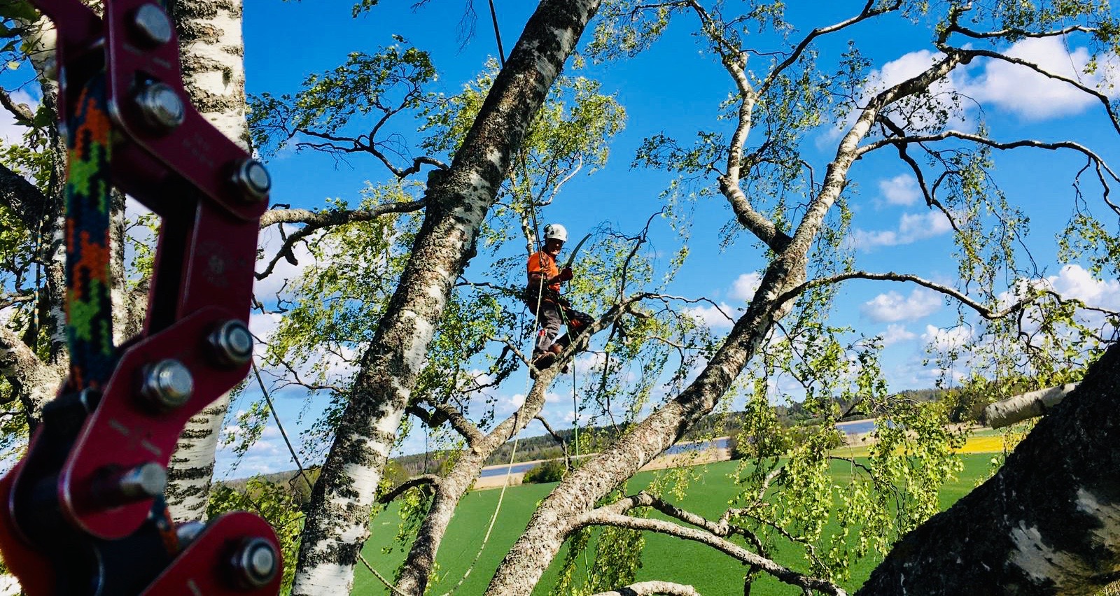 Arborysta w kasku i z piłą ręczną, w uprzęży, przywiązany linami do konarów brzozy na tle błękitnego nieba i zielonych pól.