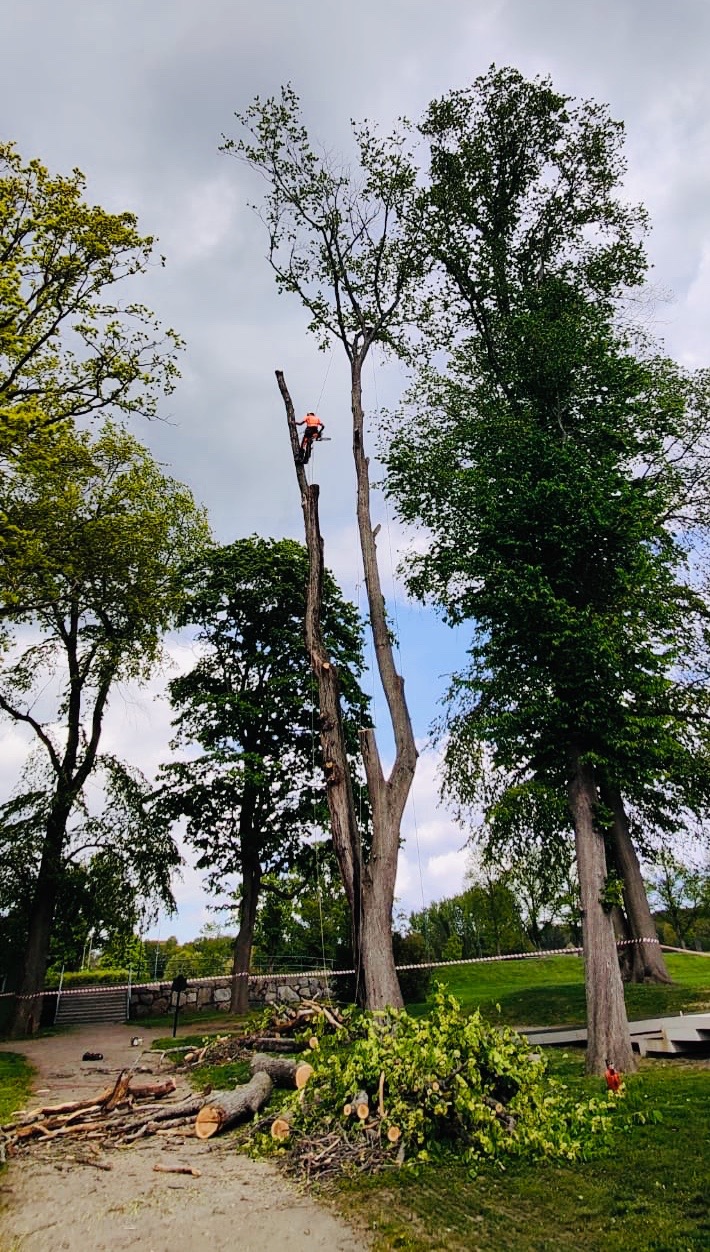Arborysta w pomarańczowym kombinezonie, w trakcie przycinania wysokiego drzewa. Na ziemi leżą odcięte gałęzie, a teren jest zabezpieczony taśmą.