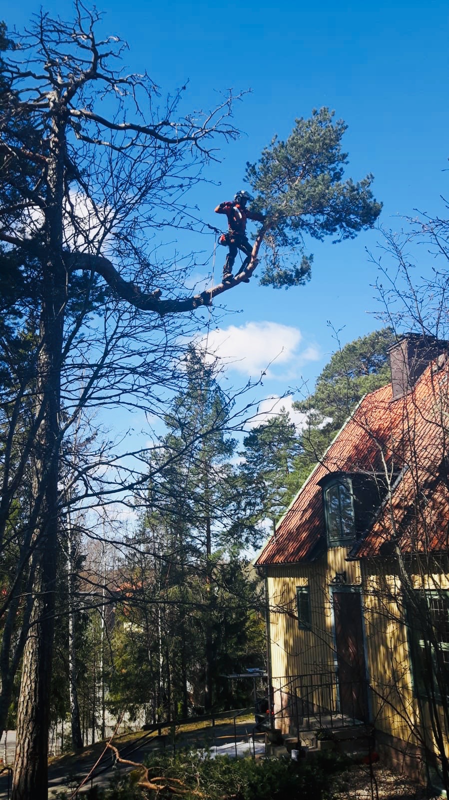 Arborysta w kasku i uprzęży, przywiązany liną, przycina gałęzie wysokiego drzewa iglastego na tle błękitnego nieba i zabudowań z czerwoną dachówką.