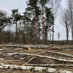 Ścięte pnie i gałęzie brzozy w lesie, widoczne ślady pożaru na ściółce, w tle wysokie sosny i pochmurne niebo.