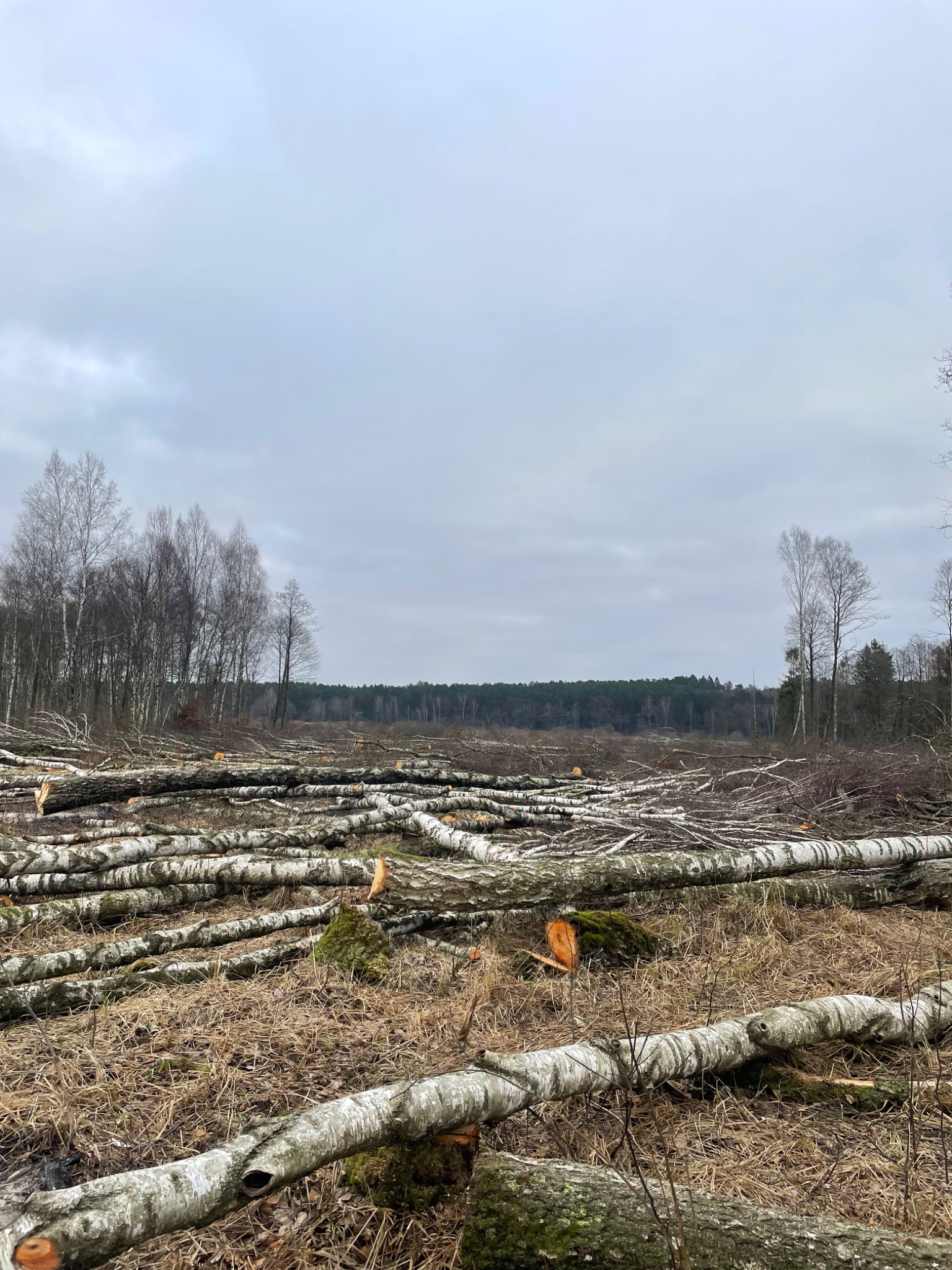Ścięte pnie brzóz pokryte mchem na łące, w tle widoczny las pod pochmurnym niebem.