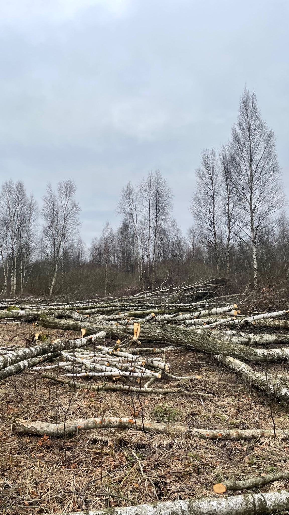 Świeżo ścięte brzozy ułożone na ziemi po wycince, widoczne ślady cięcia, w tle las i pochmurne niebo.