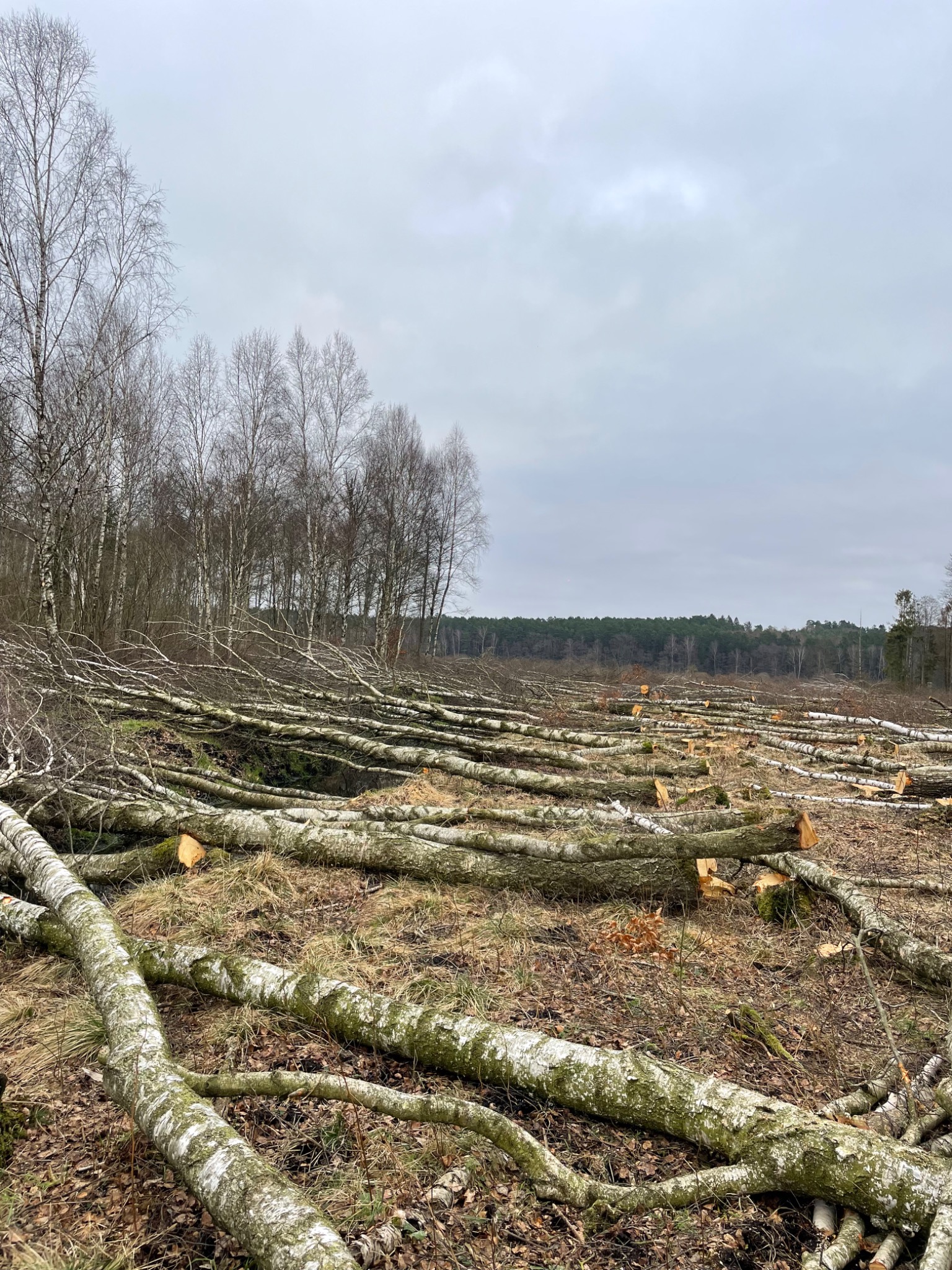 Ścięte pnie brzóz z pozostałościami gałęzi leżące na ziemi po wycince drzew, widoczne ślady cięcia i odłamki drewna.