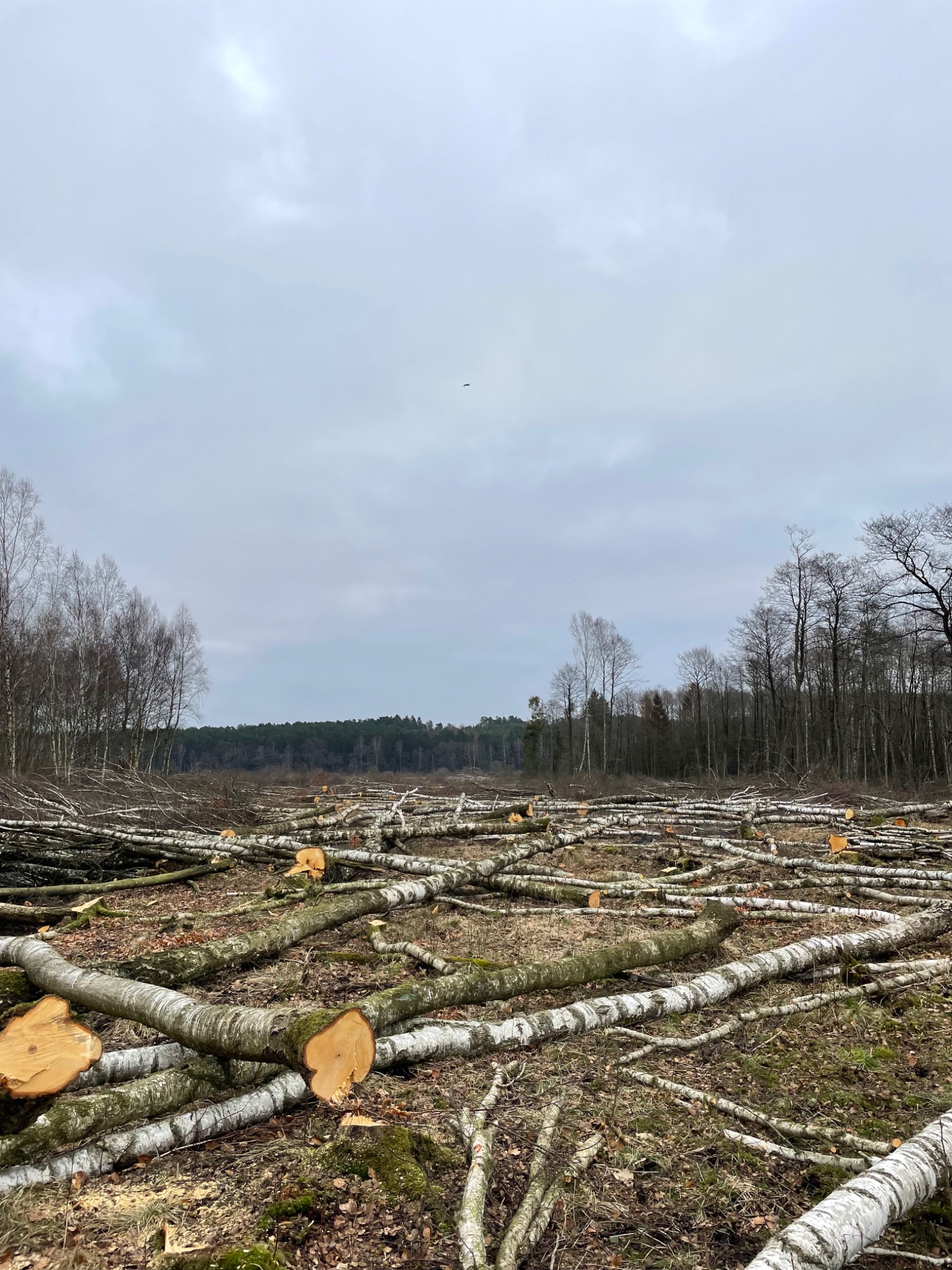 Świeżo wycięty las brzozowy z pozostawionymi pniami i gałęziami na ziemi, widok w pochmurny dzień.