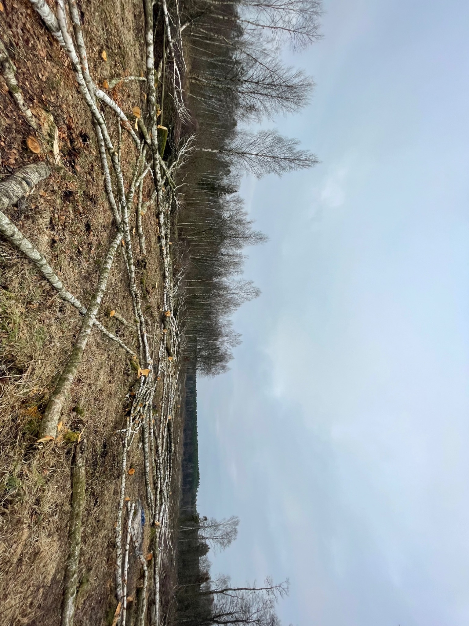 Świeżo ścięte pnie i gałęzie brzóz leżące na ziemi w lesie, widoczne ścięte pnie drzew w tle, pochmurne niebo.