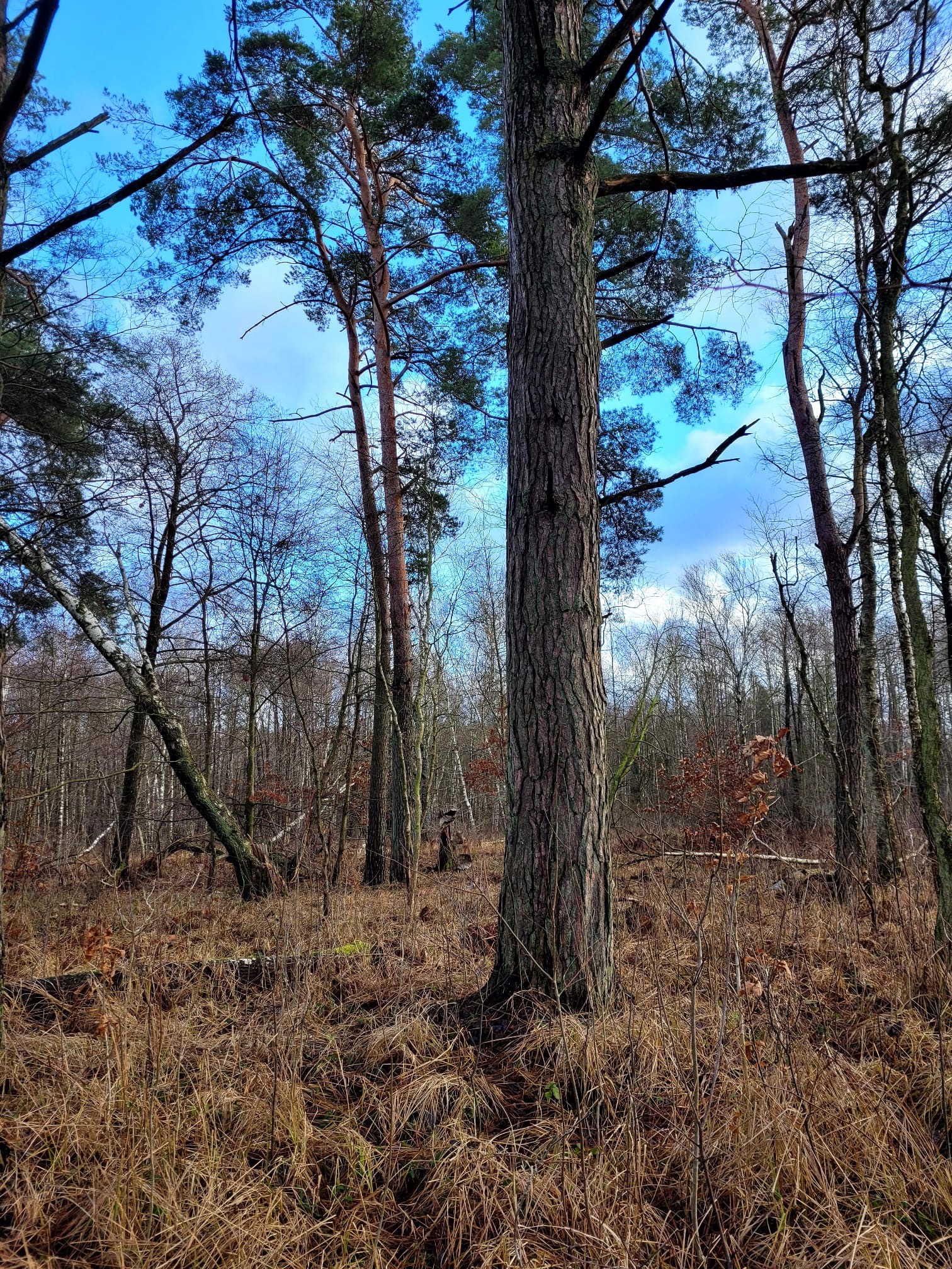 Las sosnowy z suchą trawą w słoneczny dzień, widok z dołu na korony drzew na tle błękitnego nieba.