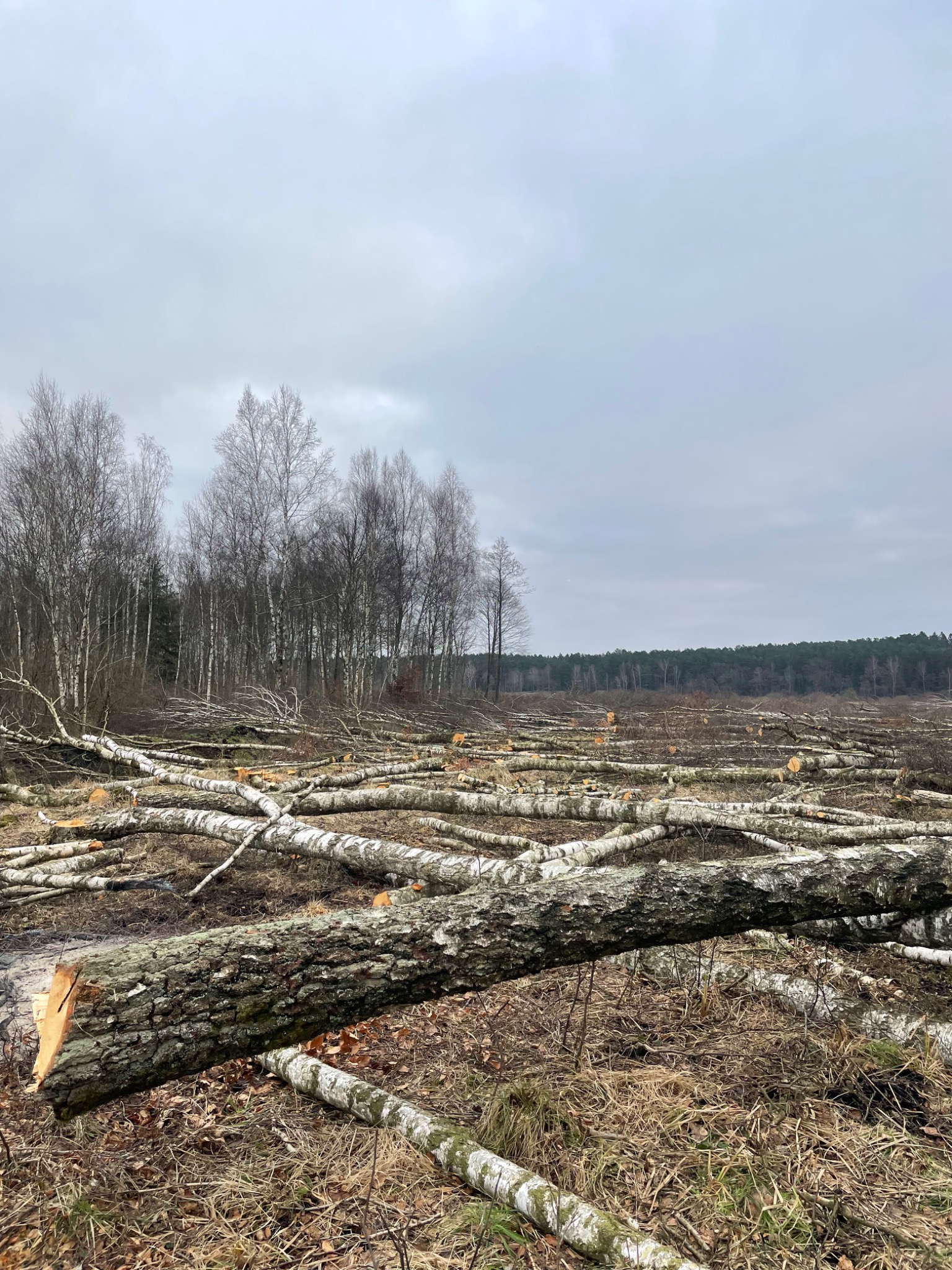 Świeżo ścięte, okorowane pnie brzozy rozrzucone na zrębie po wycince, w tle widoczny las i pochmurne niebo.