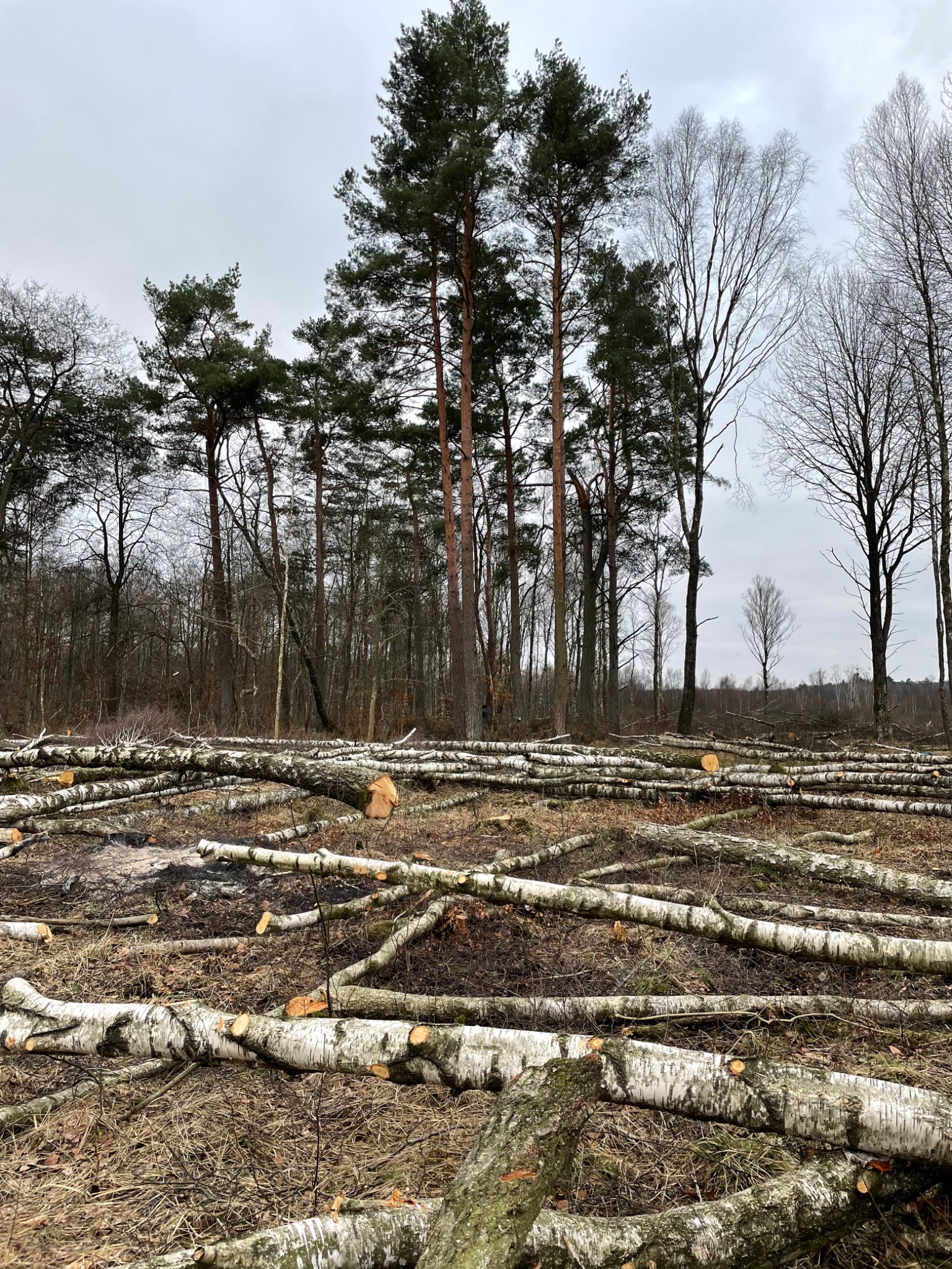 Ścięte pnie i gałęzie brzozy w lesie, widoczne ślady pożaru na ściółce, w tle wysokie sosny i pochmurne niebo.