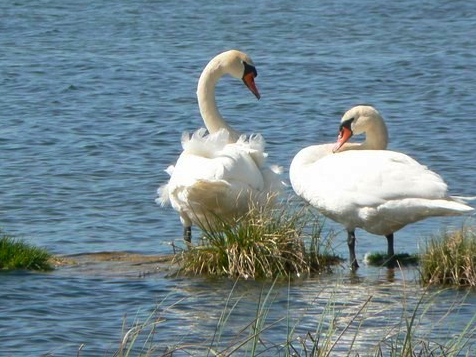 Pokoje w lesie nad jeziorem Wakacje EKO