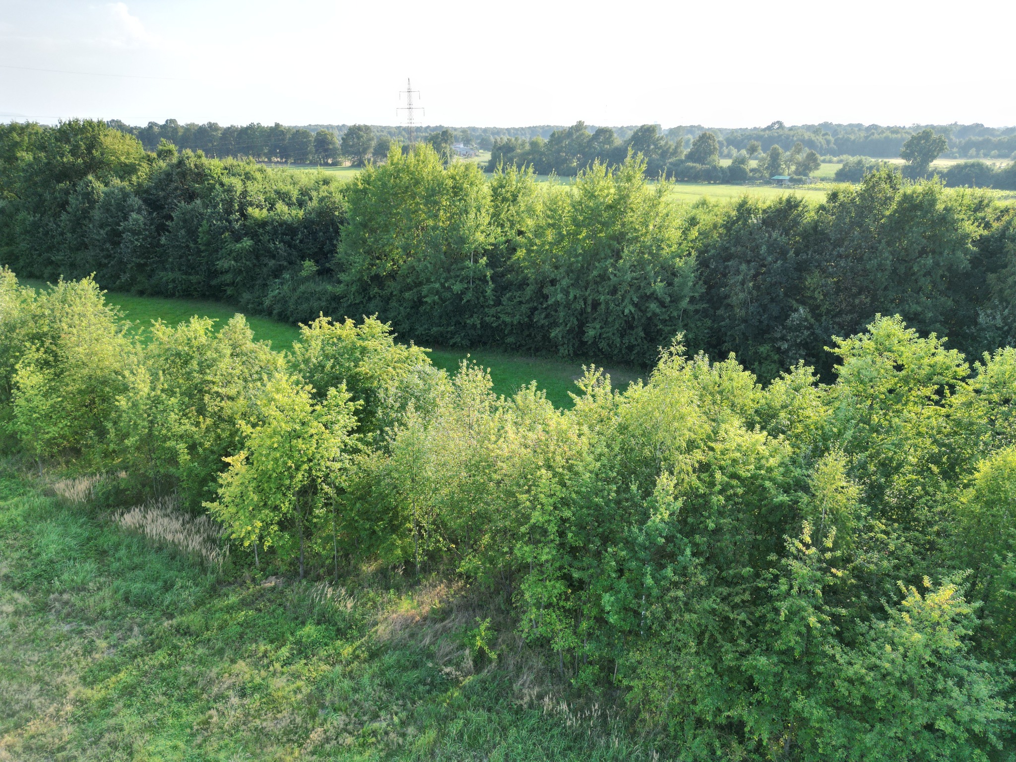 Panorama zieleni z widoczną linią drzew, polami i słupem wysokiego napięcia w oddali, uchwycona w jasnym świetle słonecznym.