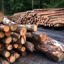 Stosy świeżo ściętych kłód drewna ułożone na ziemi w lesie, widoczne przekroje pni z wyraźnymi słojami, w tle wysokie drzewa.