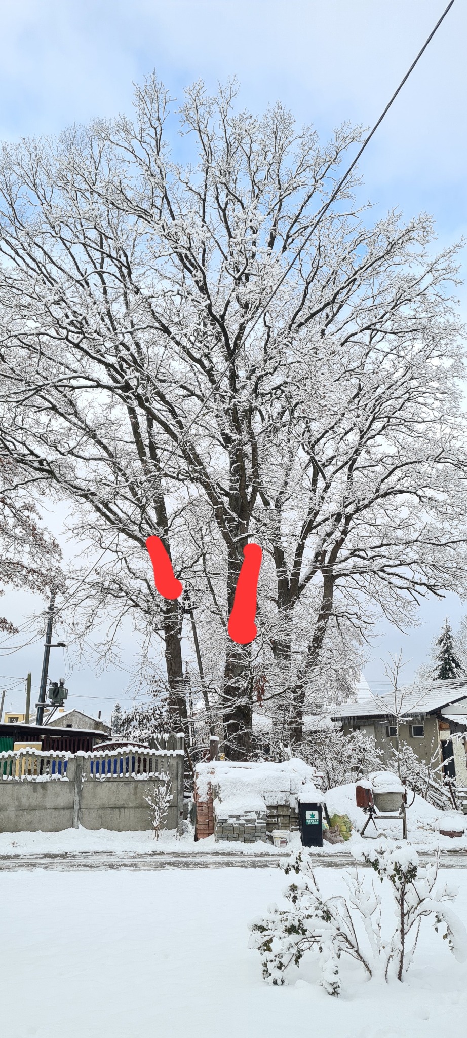 Duże drzewo liściaste pokryte śniegiem w zimowym krajobrazie, widoczne budynki w tle.