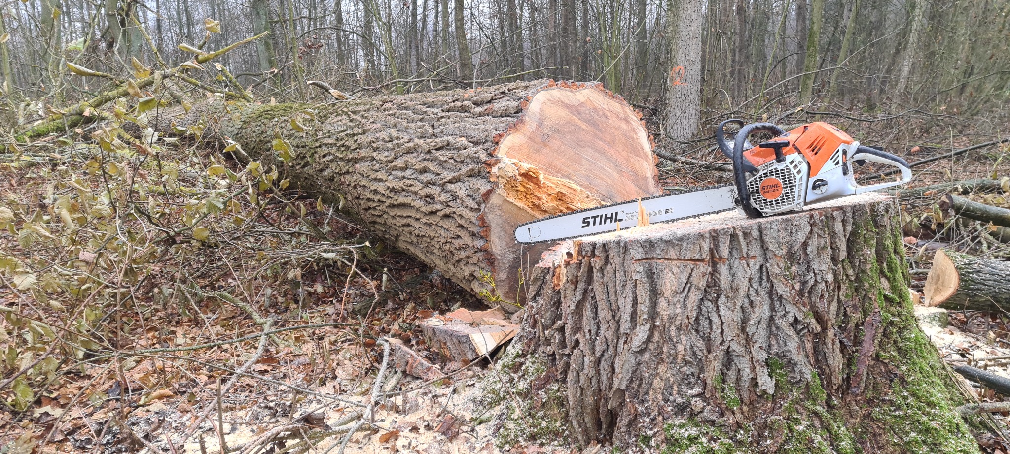 Świeżo ścięte drzewo leżące na ziemi z piłą łańcuchową Stihl MS 500i na pniu, widoczne ślady cięcia i kora drzewa.