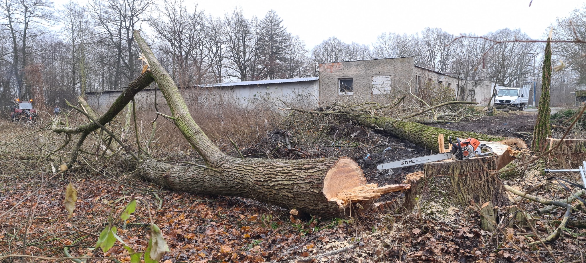 Ścięte drzewo leżące na ziemi, obok pnia z piłą spalinową Stihl, w tle budynek i samochód dostawczy