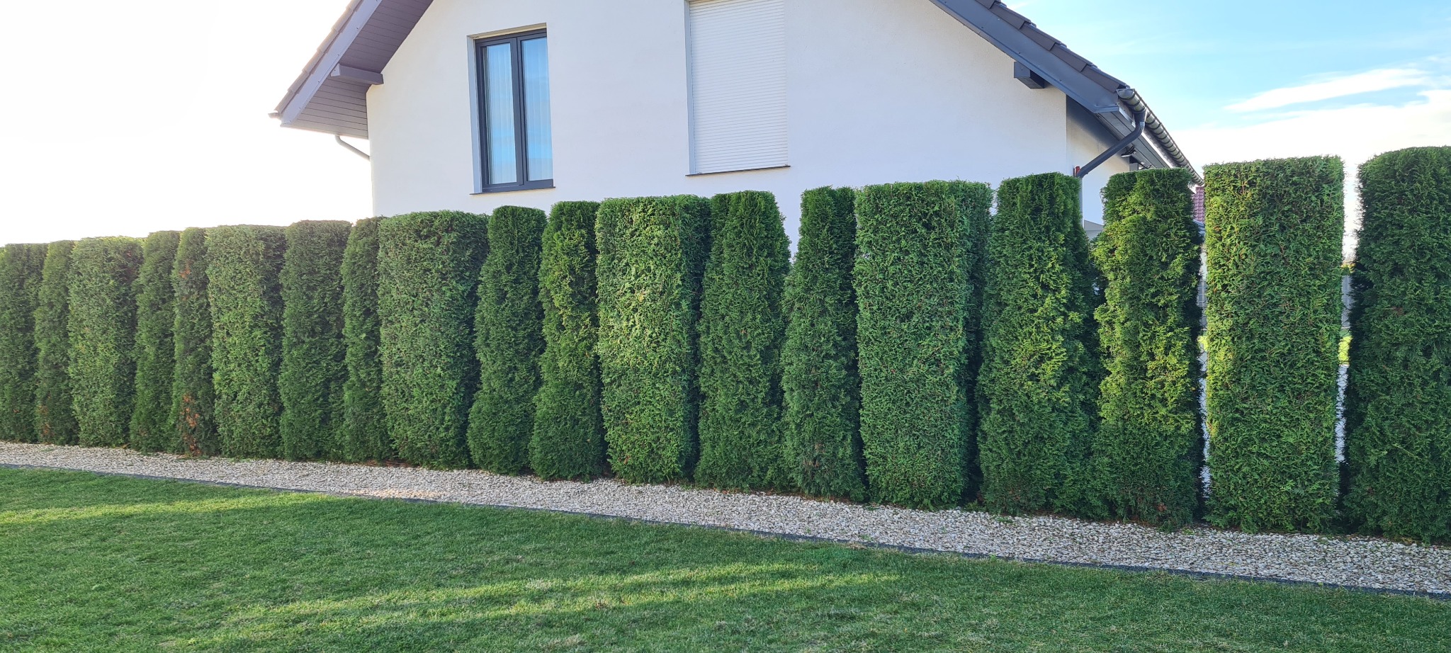 Równy szpaler strzyżonych tuj tworzących żywopłot wzdłuż granicy działki, z podsypką z jasnych kamieni, na tle białego domu z szarą dachówką.