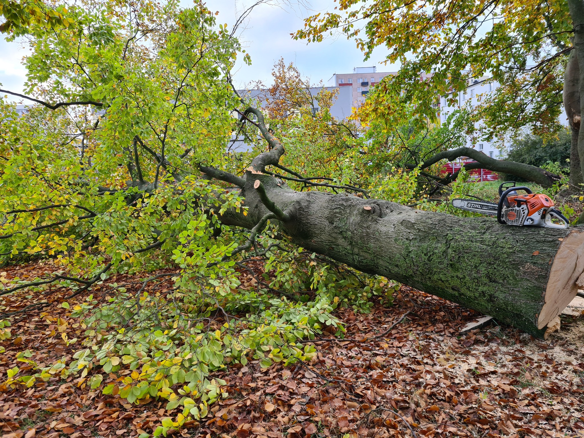 Ścięte drzewo liściaste leżące na ziemi pokrytej opadłymi liśćmi, obok pomarańczowa piła spalinowa Stihl, widoczne ślady cięcia na pniu i gałęziach.
