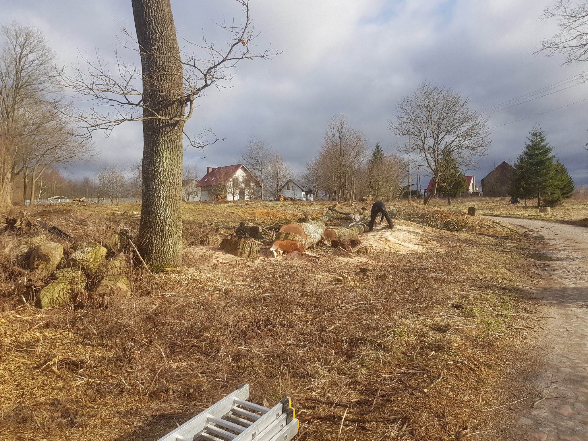 Wycinka drzew na otwartej przestrzeni, pnie drzew i gałęzie porozrzucane na ziemi, drabina oparta o ziemię, w tle domy i pochmurne niebo.