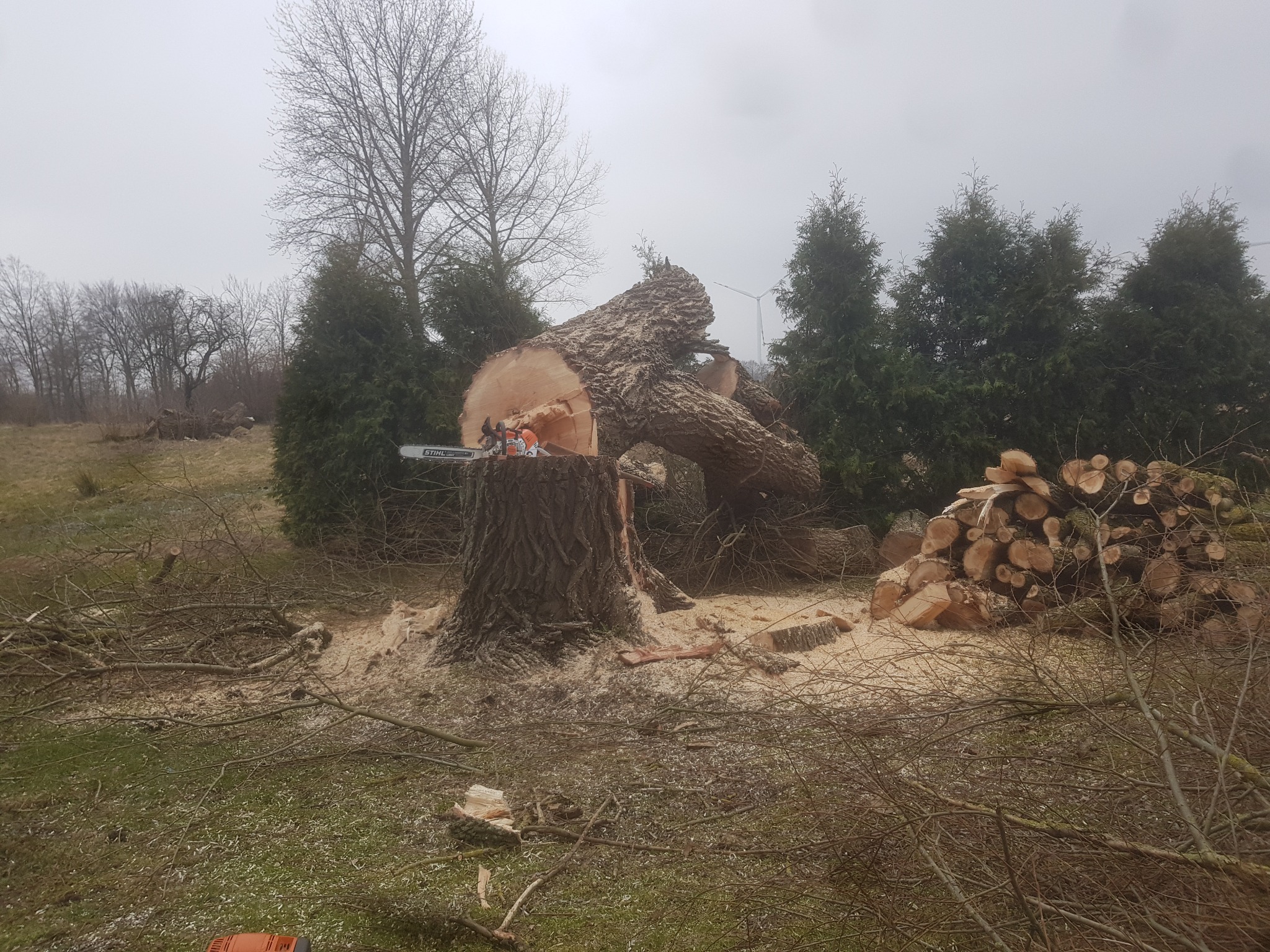 Ścięte drzewo z widocznym pniem, leżącą kłodą i stosem pociętych kawałków drewna, piła łańcuchowa na pniu, otoczenie posypane wiórami.