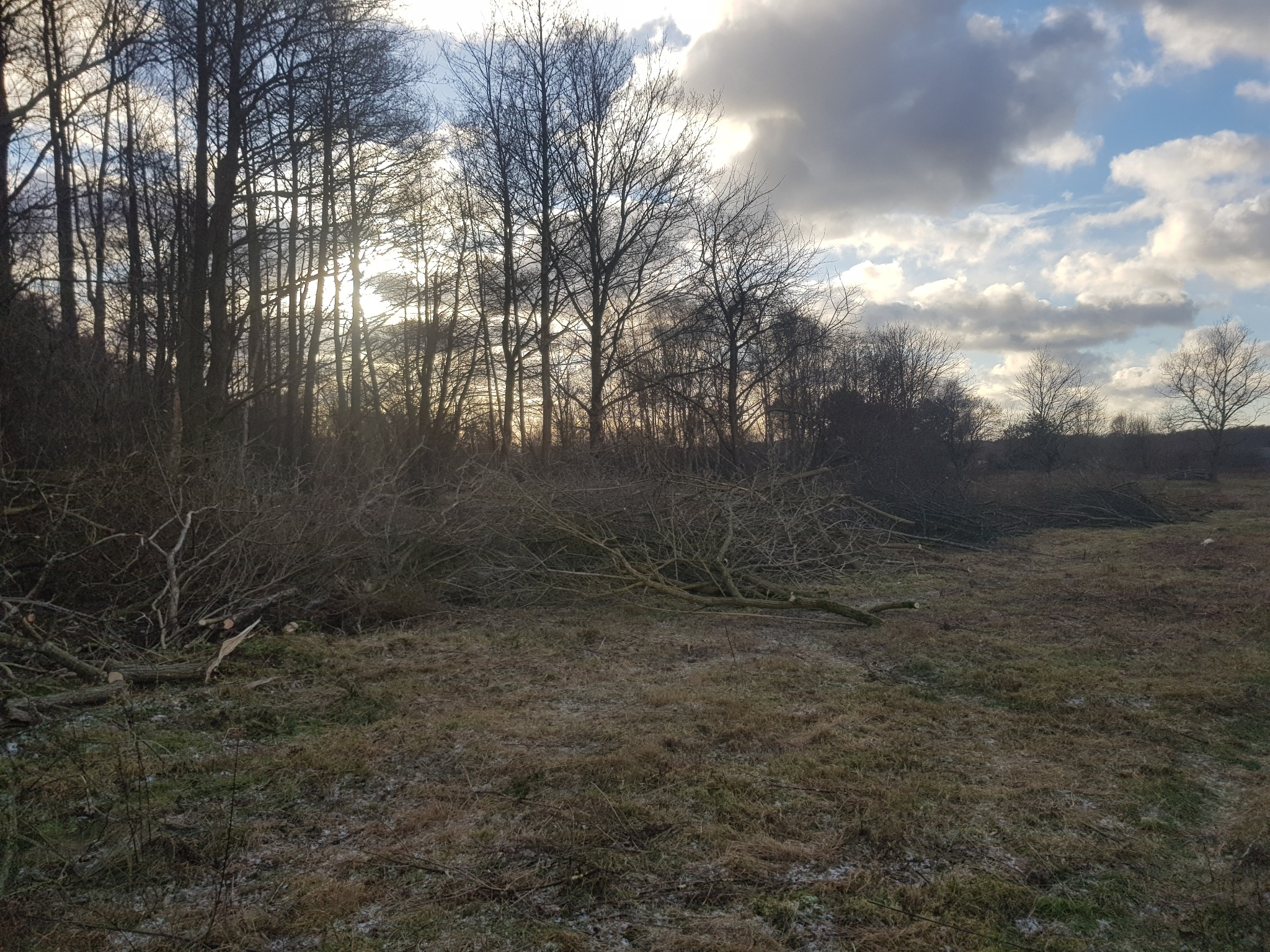 Świeżo ścięte gałęzie i pnie drzew leżące na trawiastym terenie, w tle widoczny las i pochmurne niebo z przebijającym się słońcem.