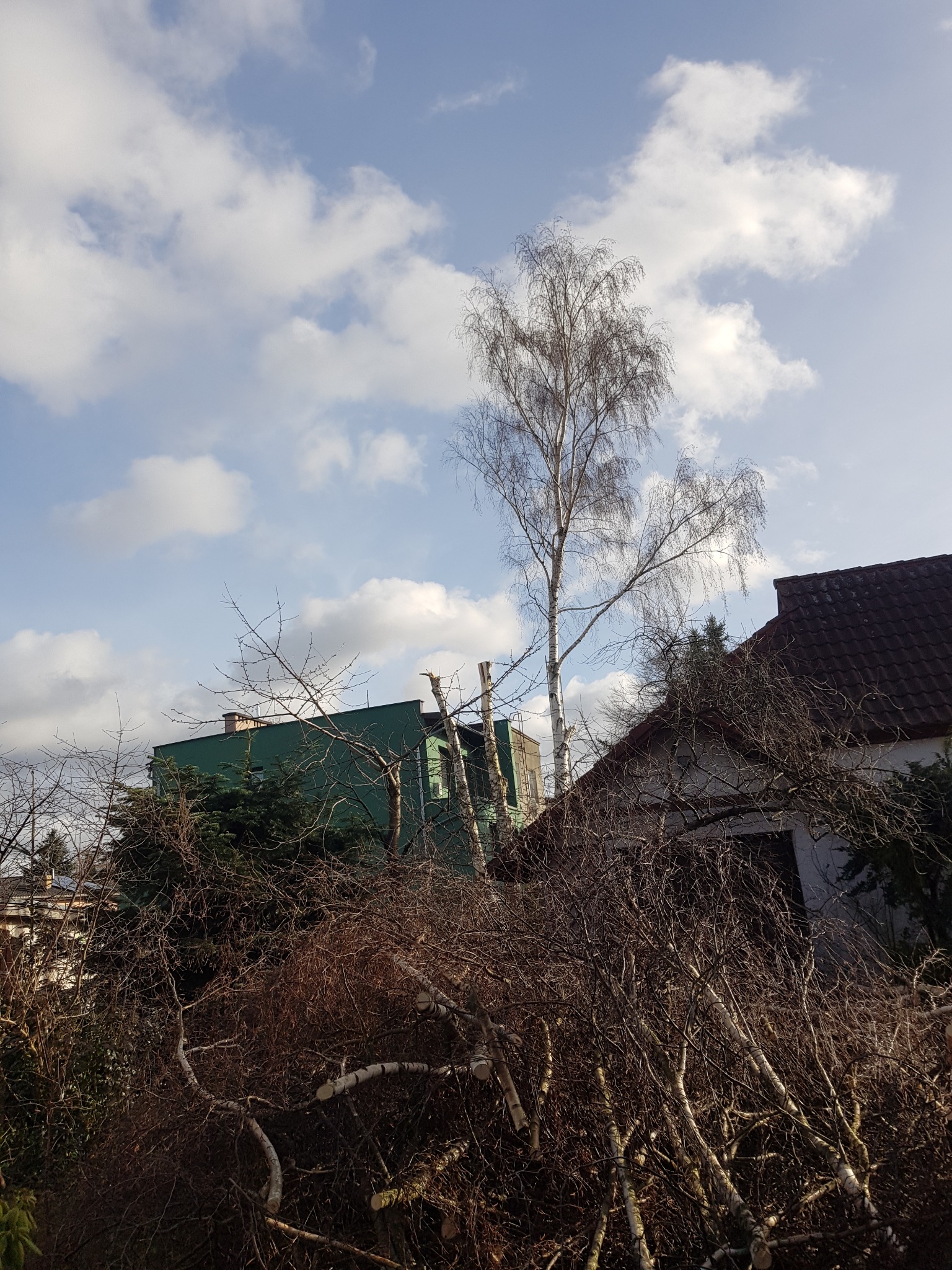 Stos świeżo ściętych gałęzi brzozy na tle budynków i błękitnego nieba z chmurami, widoczny pień drzewa po przycince.