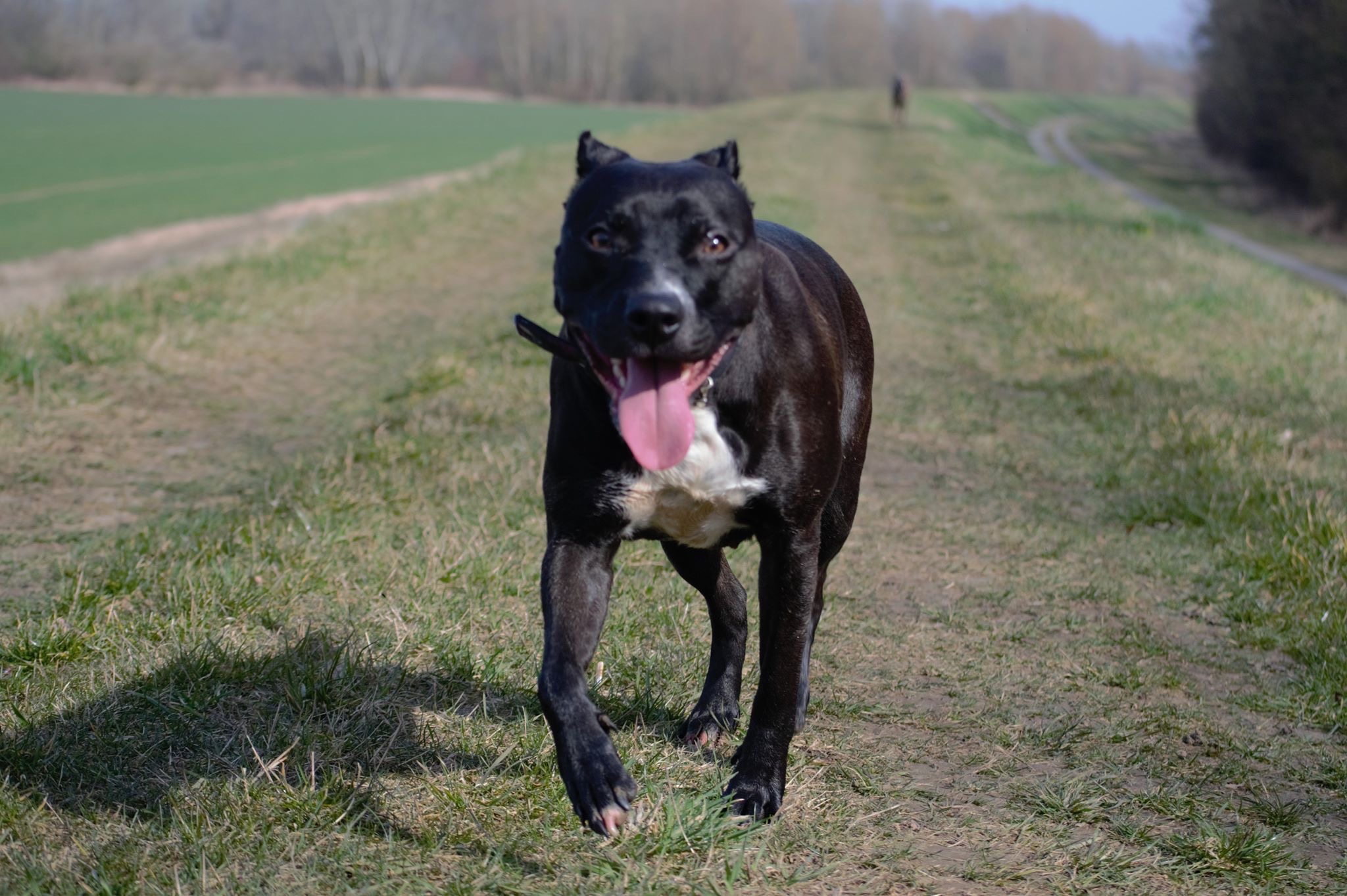 Czarny pies rasy pitbull biegnie wprost w stronę obiektywu po polnej drodze, z wyciągniętym językiem, na tle zielonego pola i drzew