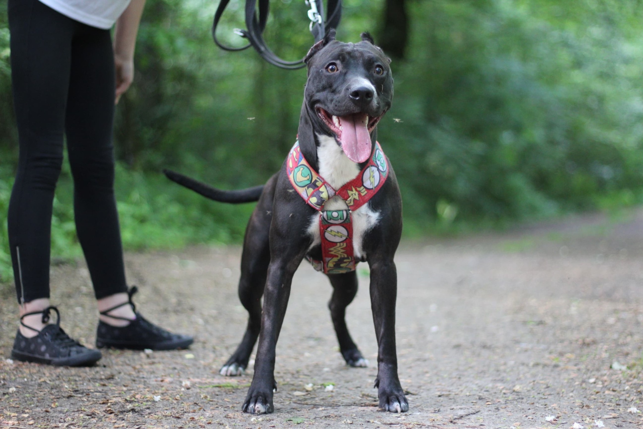 Czarny pies rasy pitbull z kolorową uprzężą z motywami superbohaterów, stojący na leśnej ścieżce, z widoczną osobą w legginsach i trampkach w tle.