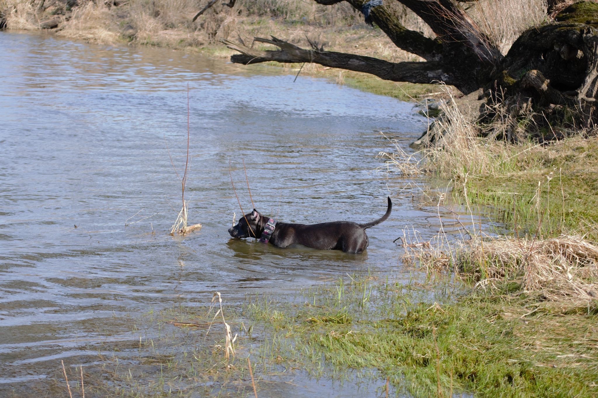 Czarny pies z obrożą w kwiaty brodzi w płytkiej rzece, na brzegu trawa i gałęzie drzew