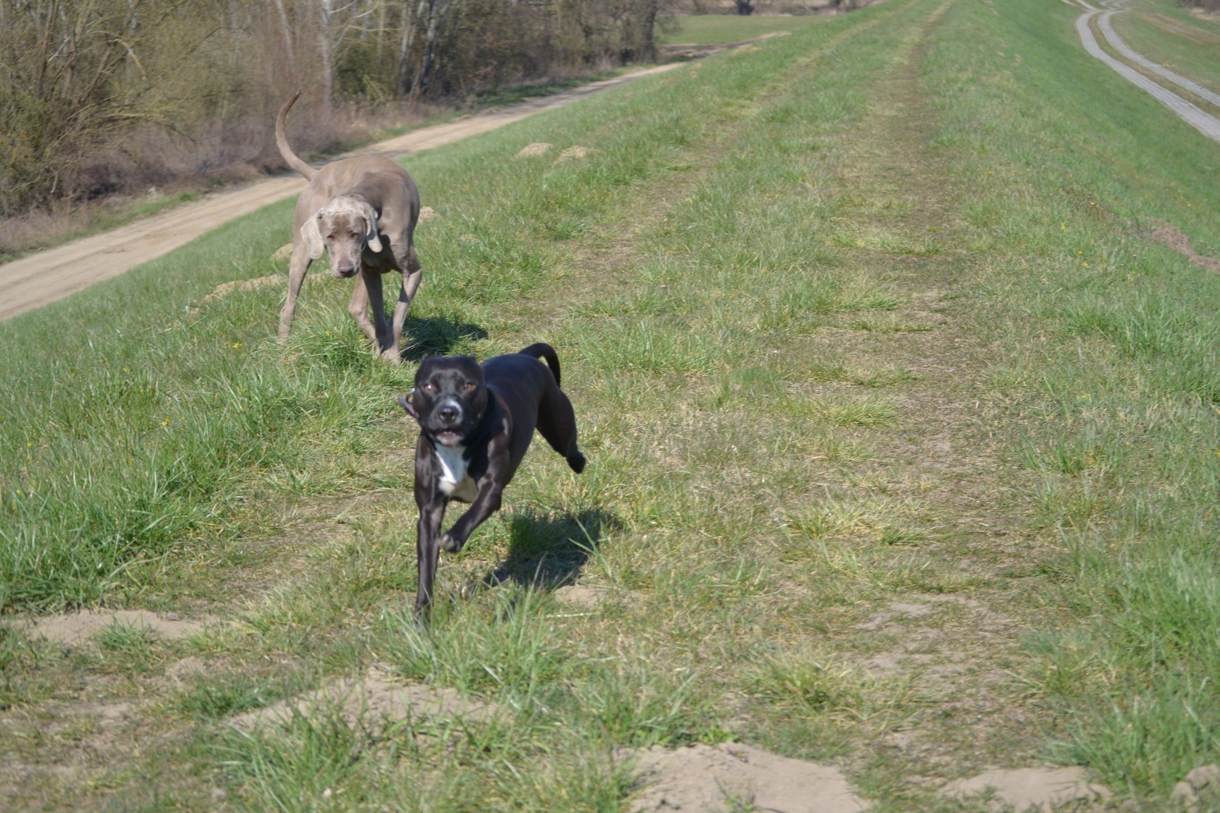 Dwa psy, czarny i szary, biegną po trawiastym wzgórzu w słoneczny dzień; czarny pies jest w ruchu, a szary pies podąża za nim z tyłu.