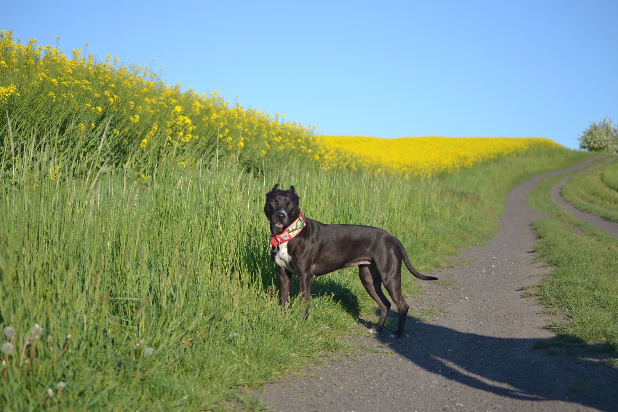 Czarny pies rasy pit bull z kolorową obrożą stoi na polnej drodze, w tle łąka z kwitnącym rzepakiem pod błękitnym niebem.