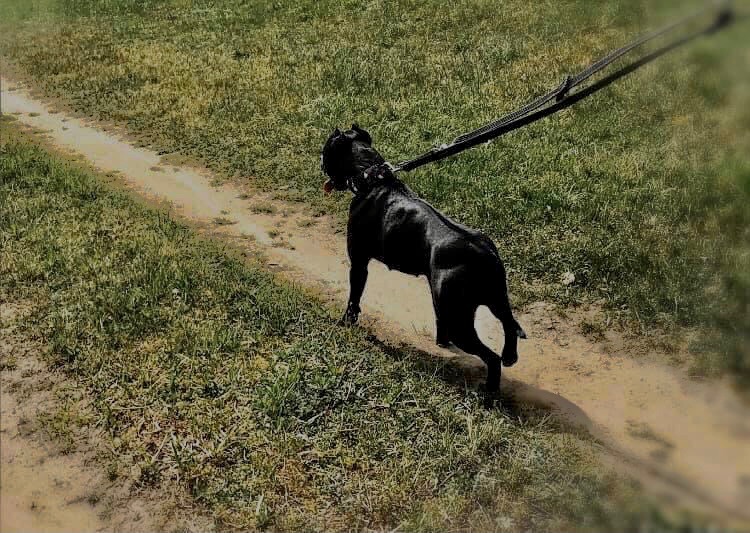 Czarny pies rasy Cane Corso na smyczy, biegnący polną ścieżką w słoneczny dzień, widok z tyłu.