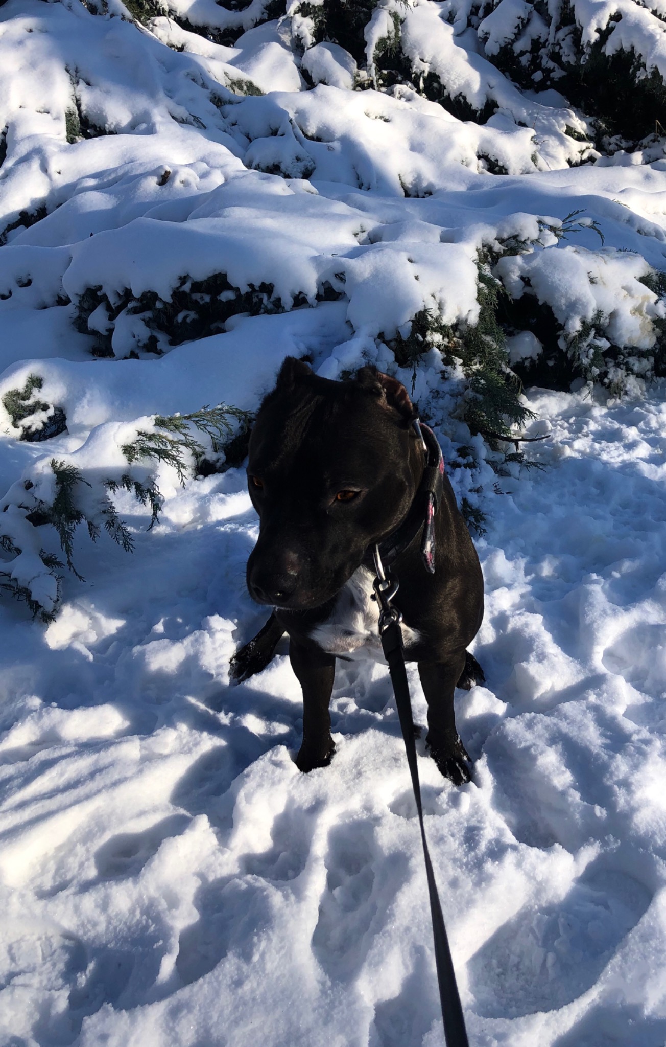 Czarny pies rasy pitbull na smyczy siedzi w śniegu przed krzewem iglastym pokrytym śniegiem.