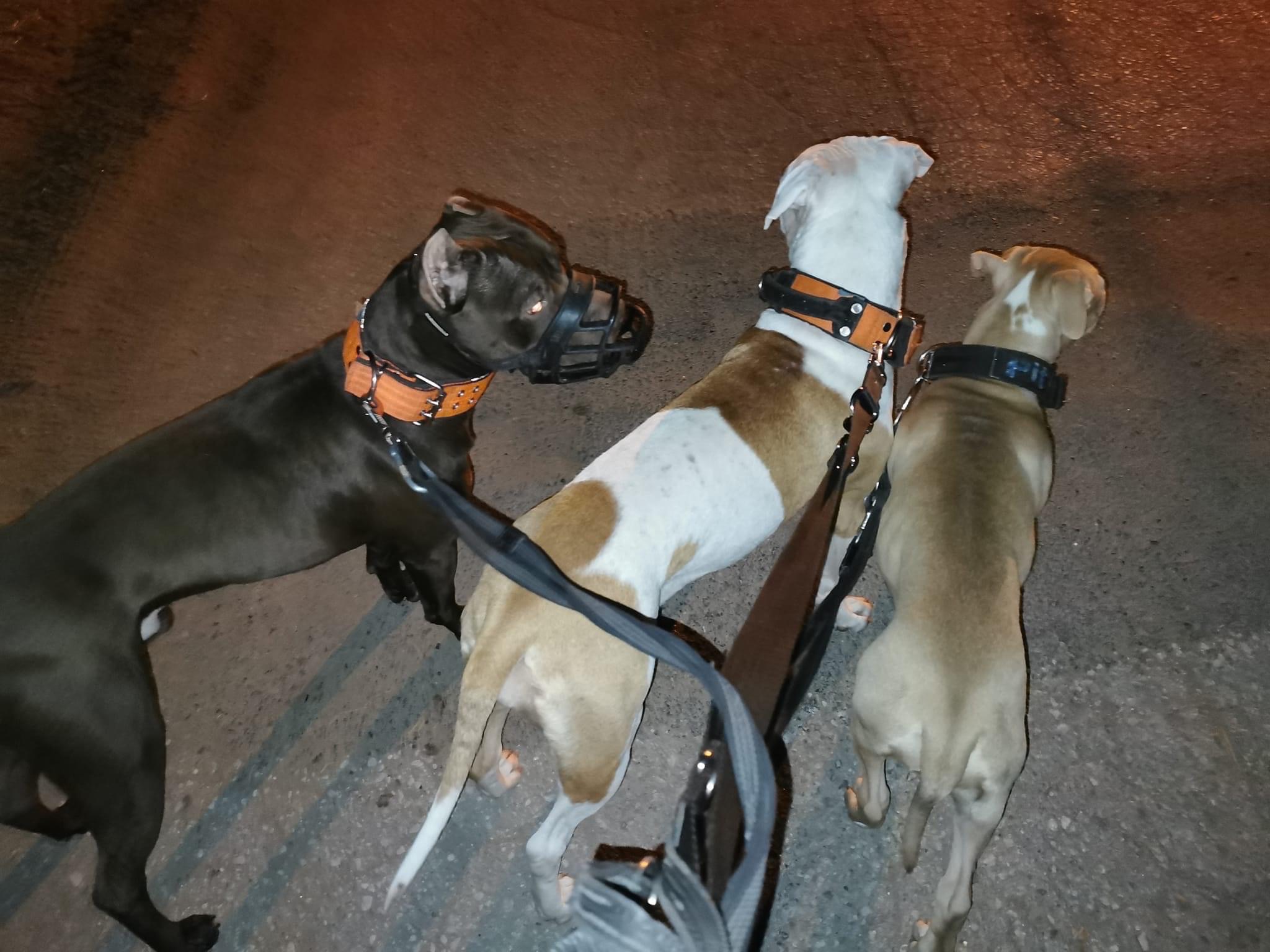 Trzy psy różnych ras na smyczach podczas wieczornego spaceru, jeden z nich ma kaganiec.