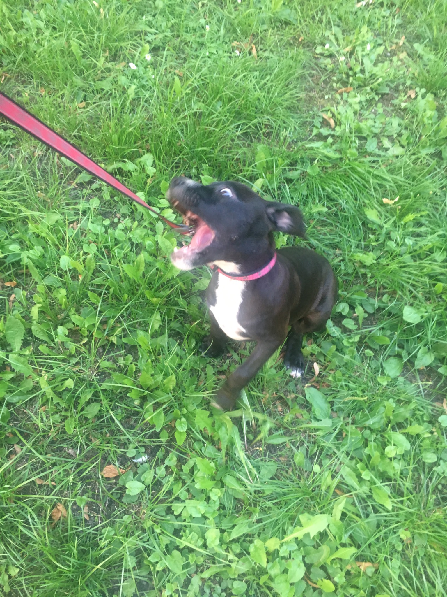 Ekscytowany, czarny szczeniak z białą plamą na piersi i różową obrożą, skacze i szczeka na zielonej trawie, trzymany na czerwonej smyczy.