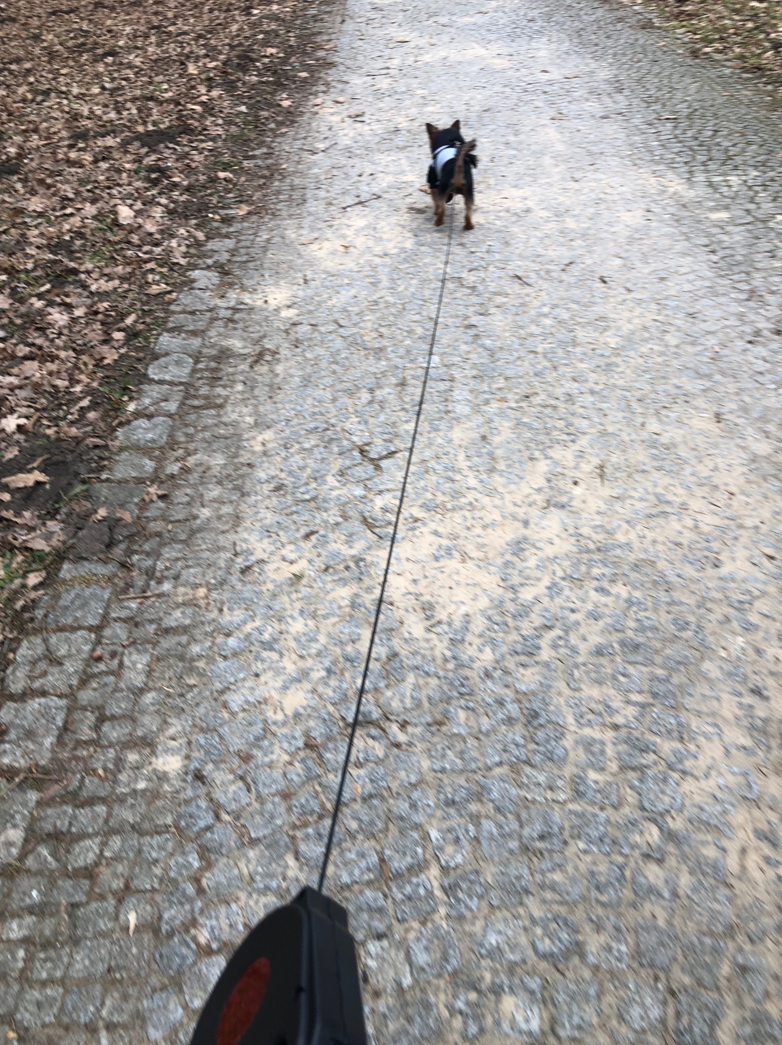 Mały pies rasy yorkshire terrier w uprzęży, widziany z tyłu, prowadzony na długiej, automatycznej smyczy po kamiennej ścieżce w parku, z opadłymi liśćmi po bokach.