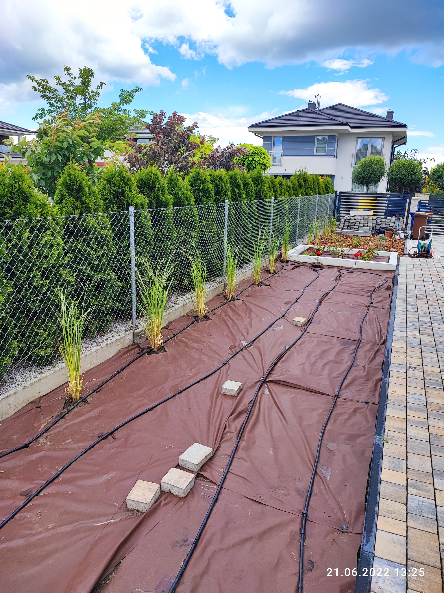 Przygotowany teren pod nasadzenia z rozłożoną brązową agrowłókniną, liniami nawadniającymi i młodymi trawami w rzędach, kostka brukowa obok i dom w tle.