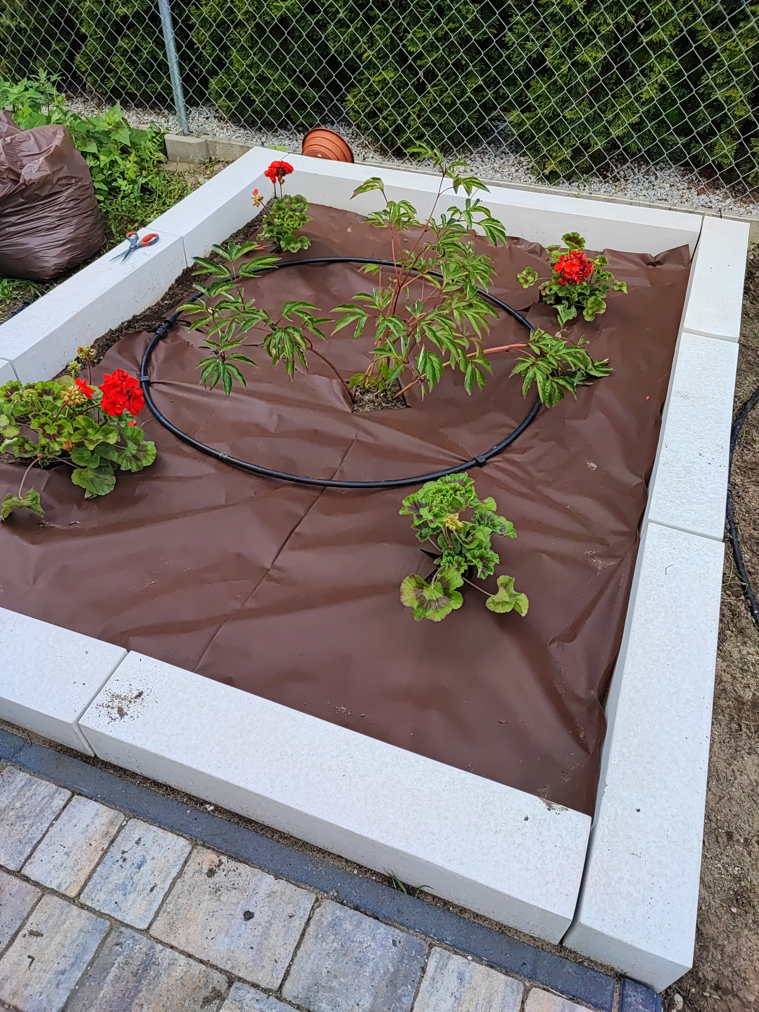 Kwadratowa rabata z jasnych betonowych elementów obrzeżnych, wyłożona brązową agrowłókniną, z posadzonymi młodymi roślinami i czerwonymi pelargoniami, otoczona czarną rurką nawadniającą, w tle...