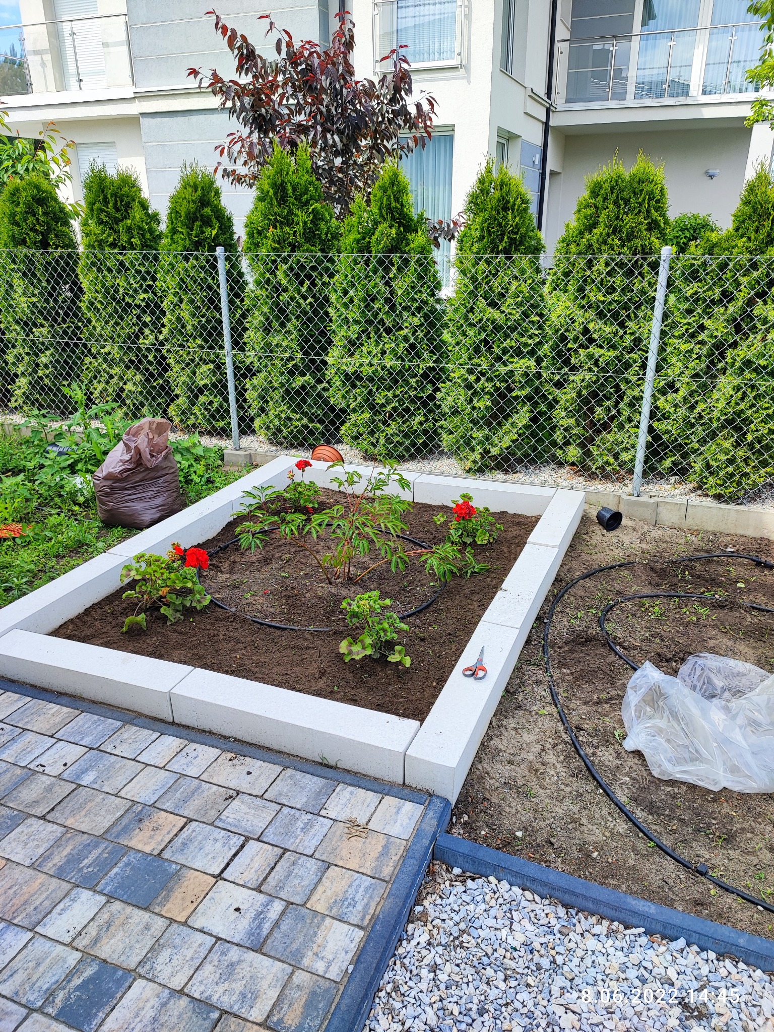 Kwadratowa rabata obramowana białymi bloczkami, z posadzonymi czerwonymi pelargoniami i młodymi roślinami, wyposażona w system nawadniania kroplowego, widok z góry na tle ogrodzenia z siatki...