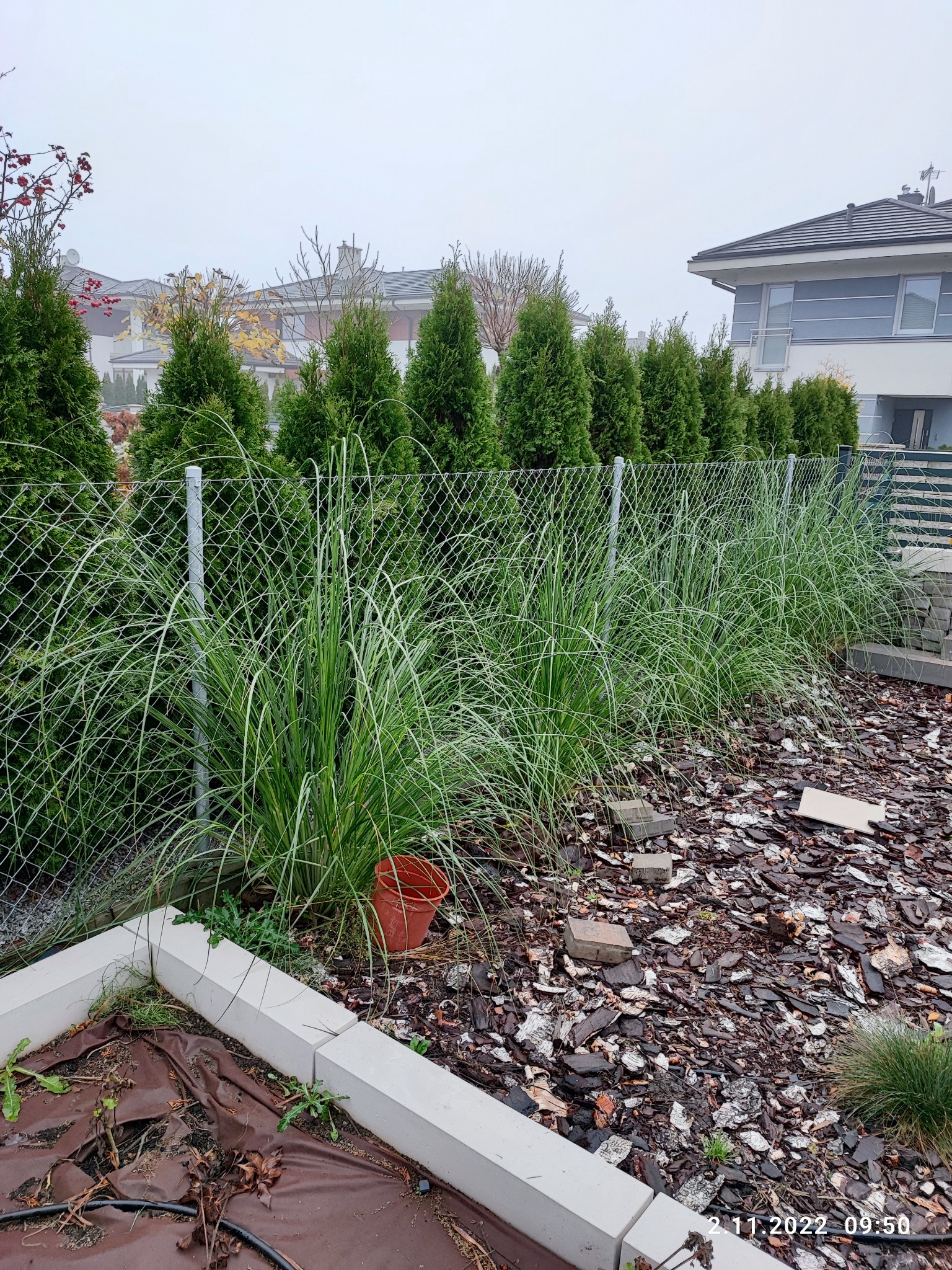 Ogród w trakcie zakładania: trawy ozdobne posadzone wzdłuż ogrodzenia z siatki, tło z rzędem tuj, kora rozsypana na ziemi, widoczny brązowy materiał szkółkarski i doniczka z tworzywa.