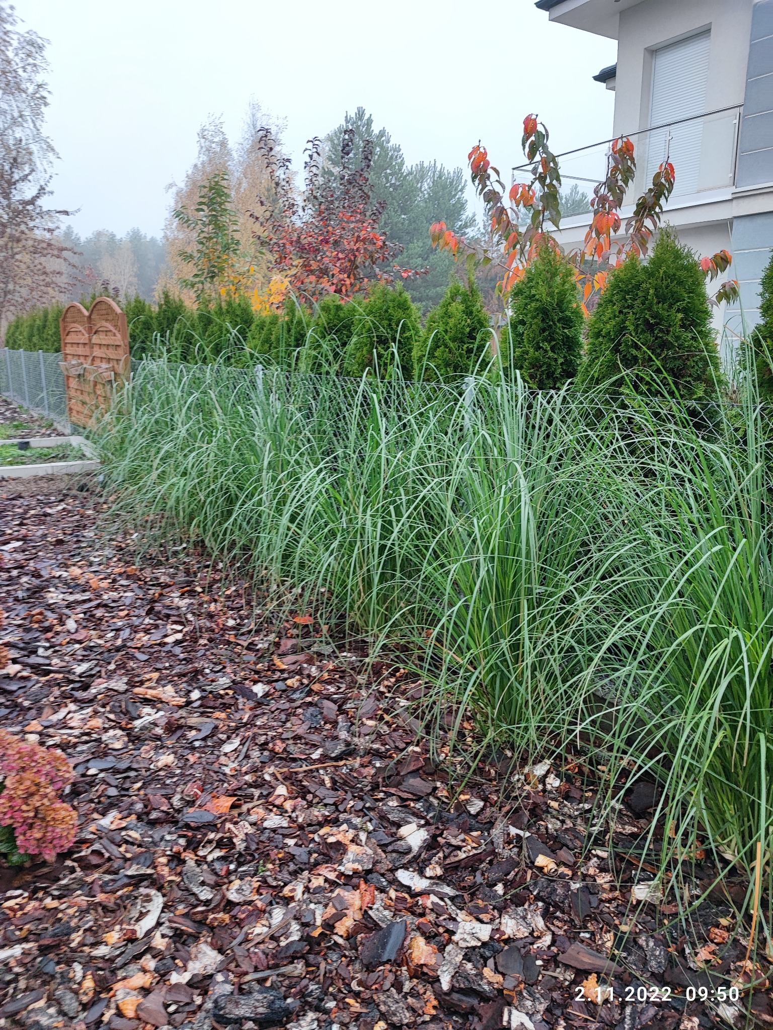 Jesienny widok na ogród z ozdobnymi trawami i tujami wzdłuż ogrodzenia, kora rozsypana na ziemi, zarośla na tle domu w pochmurny dzień.