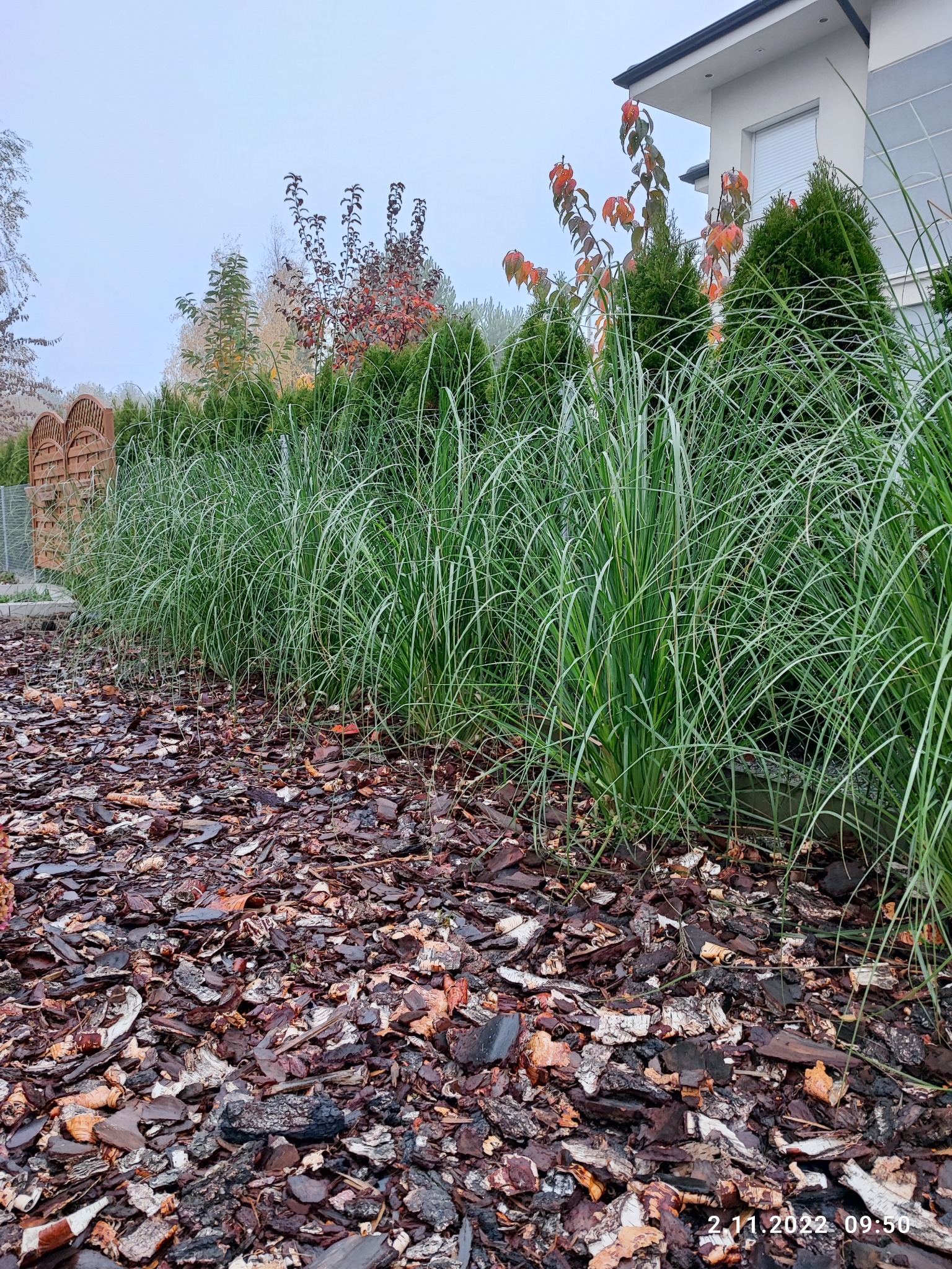 Rabata z ozdobną trawą i korą drzewną przy nowoczesnym domu, w tle rząd tuj i drewniane ogrodzenie.