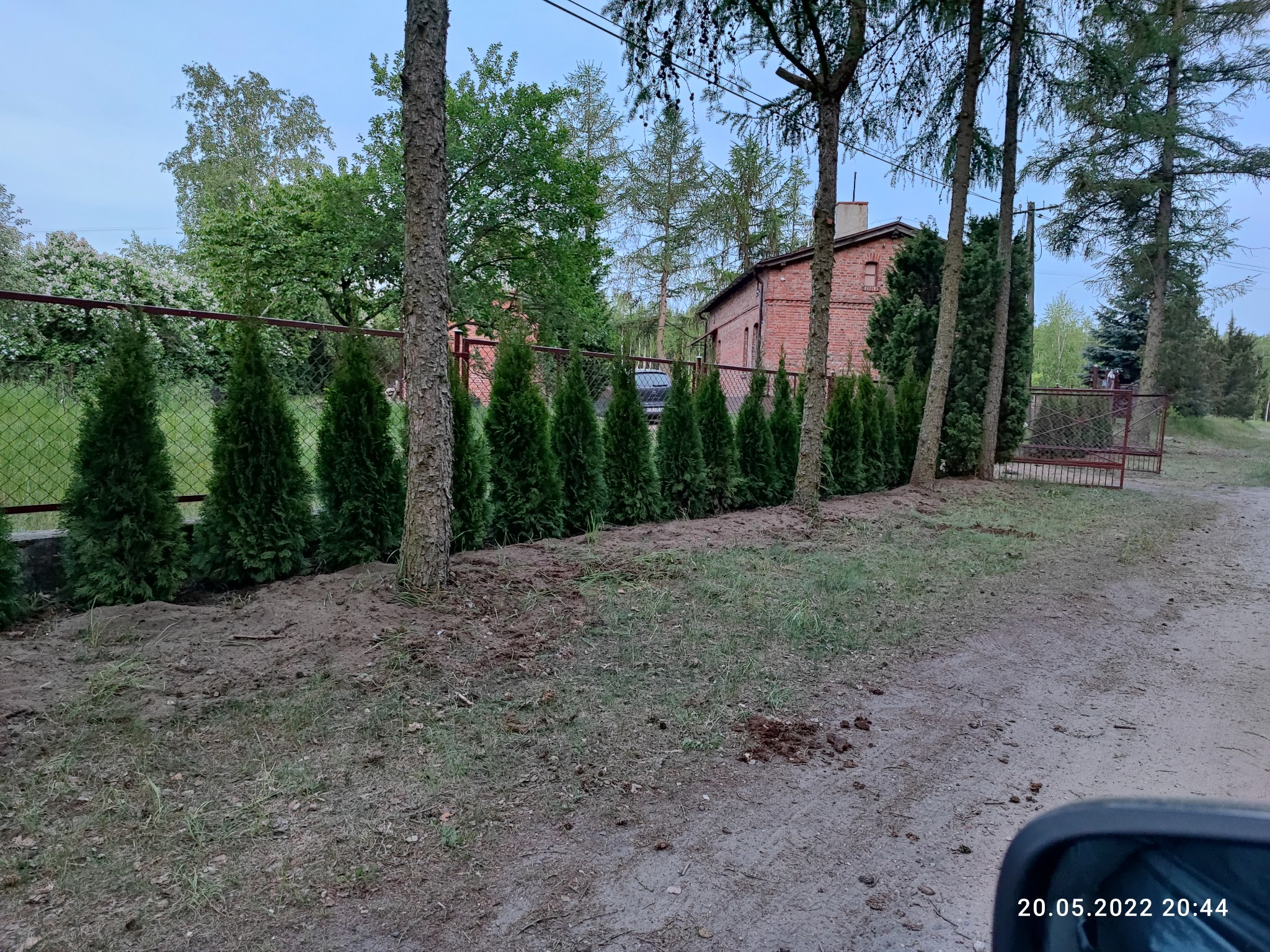 Szpaler świeżo posadzonych, regularnie rozmieszczonych tuj wzdłuż metalowej siatki ogrodzeniowej, z widocznym budynkiem z czerwonej cegły w tle, sfotografowany w pochmurny dzień.